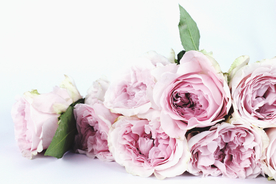 玫瑰花月季花图片