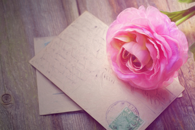 玫瑰花月季花图片