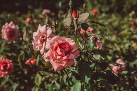 玫瑰花月季花图片