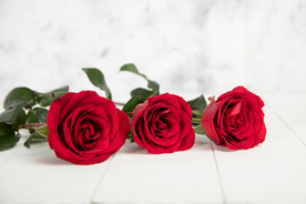 玫瑰花月季花图片