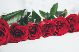 玫瑰花月季花图片