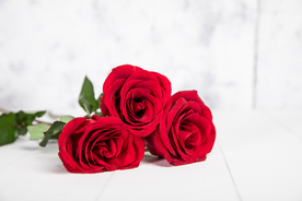 玫瑰花月季花图片