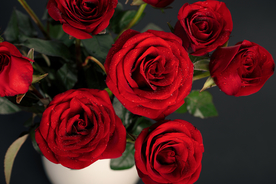 玫瑰花月季花图片