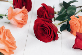 玫瑰花月季花图片