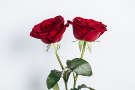 玫瑰花月季花图片