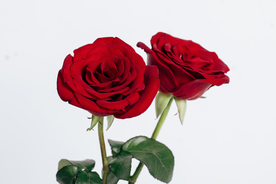 玫瑰花月季花图片