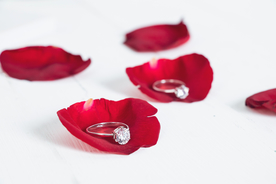 玫瑰花月季花图片