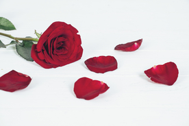 玫瑰花月季花图片