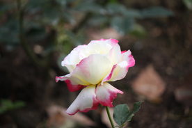 玫瑰花月季花图片