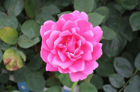 玫瑰花月季花图片