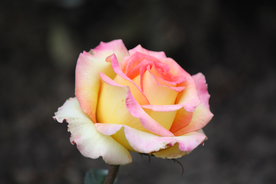 玫瑰花月季花图片