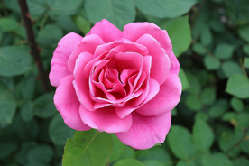 玫瑰花月季花图片