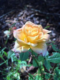 玫瑰花月季花图片