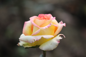 玫瑰花月季花图片