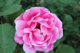 玫瑰花月季花图片