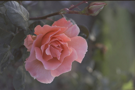 玫瑰花月季花图片