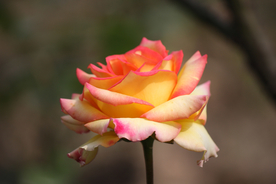 玫瑰花月季花图片