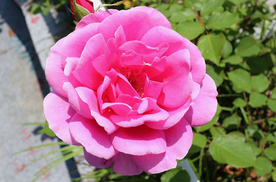 玫瑰花月季花图片