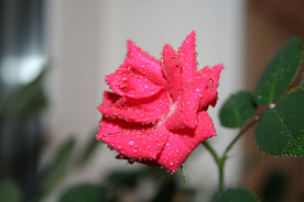 玫瑰花月季花图片