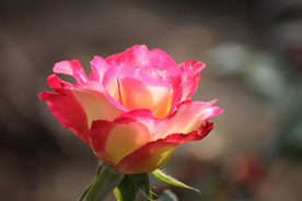 玫瑰花月季花图片