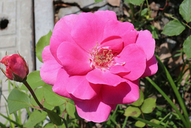 玫瑰花月季花图片