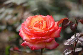 玫瑰花月季花图片