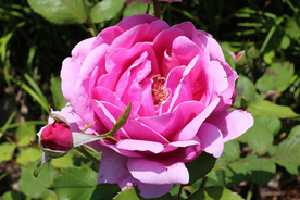 玫瑰花月季花图片