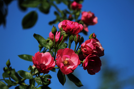 玫瑰花月季花图片