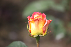 玫瑰花月季花图片