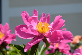 玫瑰花月季花图片