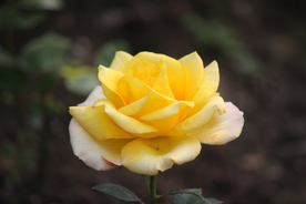 玫瑰花月季花图片