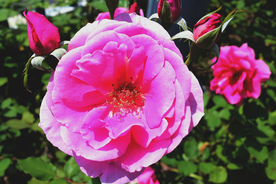 玫瑰花月季花图片