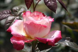 玫瑰花月季花图片