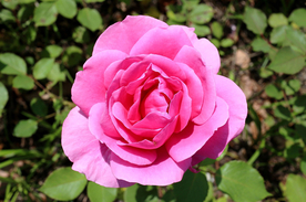 玫瑰花月季花图片