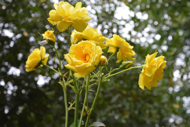 玫瑰花月季花图片