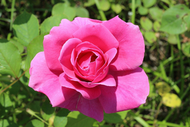 玫瑰花月季花图片