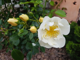 玫瑰花月季花图片