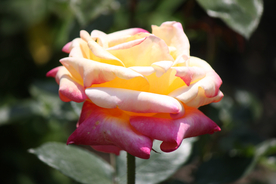 玫瑰花月季花图片