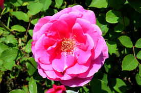 玫瑰花月季花图片