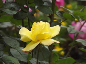 玫瑰花月季花图片