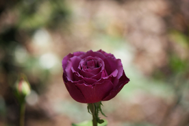 玫瑰花月季花图片