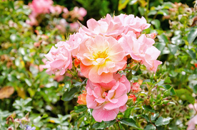 玫瑰花月季花图片