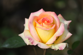 玫瑰花月季花图片