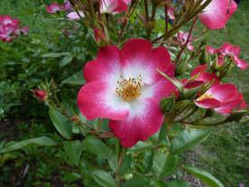 玫瑰花月季花图片