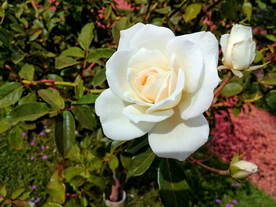 玫瑰花月季花图片