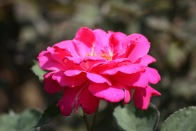 玫瑰花月季花图片