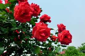 玫瑰花月季花图片