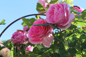 玫瑰花月季花图片