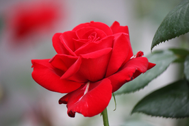 玫瑰花月季花图片