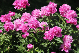 玫瑰花月季花图片